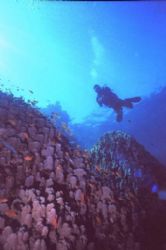 Diver over porites coral, Ras Bob, Sharm, Egypt. by Erich Reboucas 
